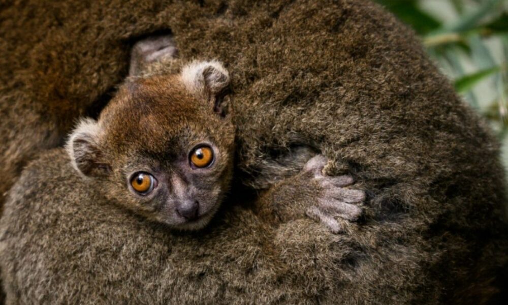 Un bébé lémurien rare est né à Besançon et c'est une petite victoire contre l'extinction