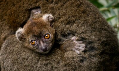 Un bébé lémurien rare est né à Besançon et c'est une petite victoire contre l'extinction
