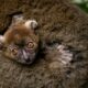 Un bébé lémurien rare est né à Besançon et c'est une petite victoire contre l'extinction