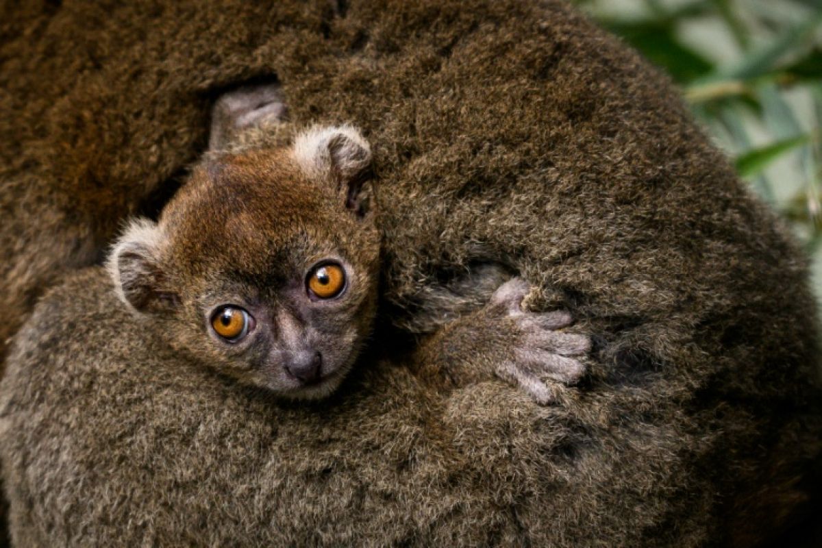 Un bébé lémurien rare est né à Besançon et c'est une petite victoire contre l'extinction
