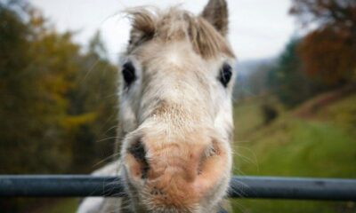 Marseille : des poneys pour redonner confiance aux enfants des quartiers nord