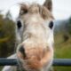 Marseille : des poneys pour redonner confiance aux enfants des quartiers nord