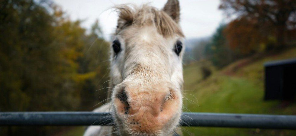 Marseille : des poneys pour redonner confiance aux enfants des quartiers nord