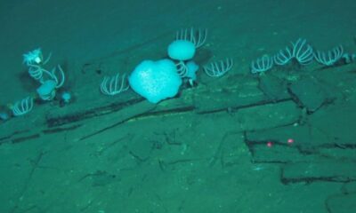 Un cimetière sous-marin géant révèle un monde insoupçonné au fond des océans