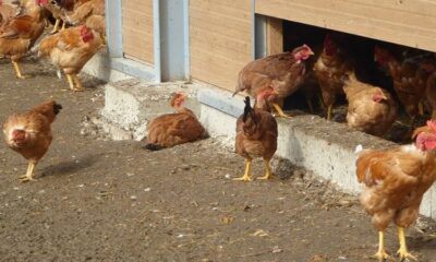 2 200 poulets étouffés par la chaleur : le coup de massue d’un éleveur vendéen