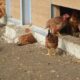 2 200 poulets étouffés par la chaleur : le coup de massue d’un éleveur vendéen