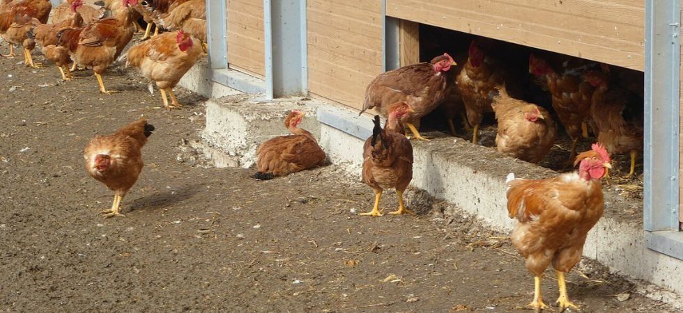 2 200 poulets étouffés par la chaleur : le coup de massue d’un éleveur vendéen