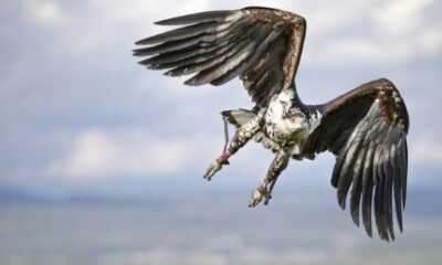 Les doigts des rapaces cachent leur stratégie de chasse