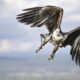 Les doigts des rapaces cachent leur stratégie de chasse