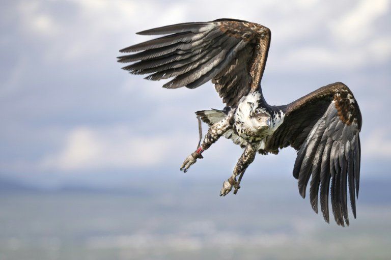 Les doigts des rapaces cachent leur stratégie de chasse