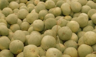Ne croquez pas ces melons achetés chez Lidl ou Aldi