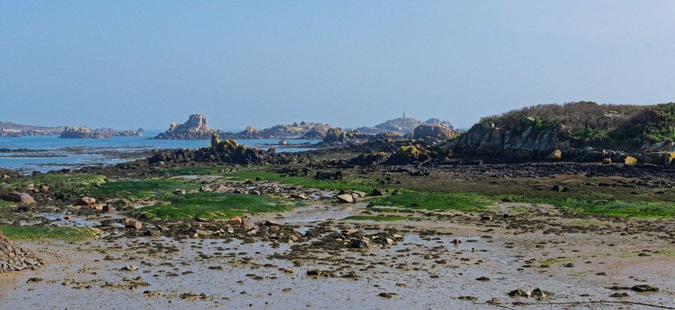 Algues vertes en Bretagne la Cour des comptes étrille l'inaction de l'État