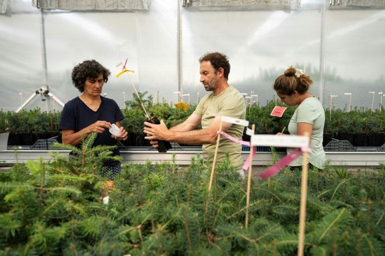 Des pousses de pin testées jusqu'à la soif pour sauver nos forêts