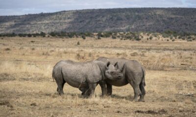 Le roi du safari condamné à une amende record pour trafic de cornes de rhinocéros