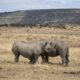 Le roi du safari condamné à une amende record pour trafic de cornes de rhinocéros