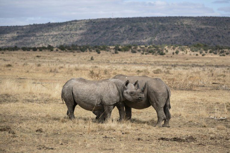Le roi du safari condamné à une amende record pour trafic de cornes de rhinocéros