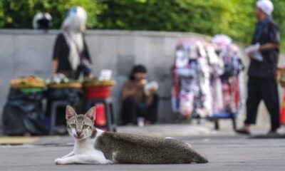 Des millions de chats errants envahissent Jakarta, entre amour et nuisances
