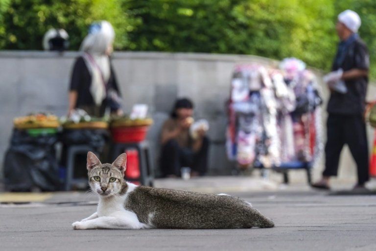 Des millions de chats errants envahissent Jakarta, entre amour et nuisances