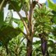 Bananes antillaises le pari des nouveaux OGM pour survivre
