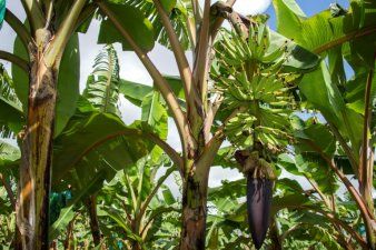 Bananes antillaises le pari des nouveaux OGM pour survivre