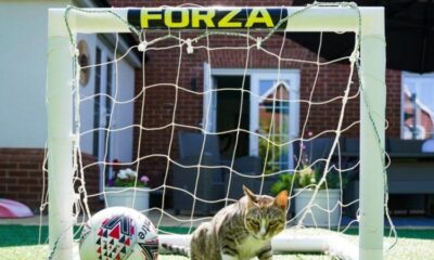 Billy le chat prédit tout juste la Coupe du monde depuis dix-neuf matchs