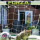 Billy le chat prédit tout juste la Coupe du monde depuis dix-neuf matchs