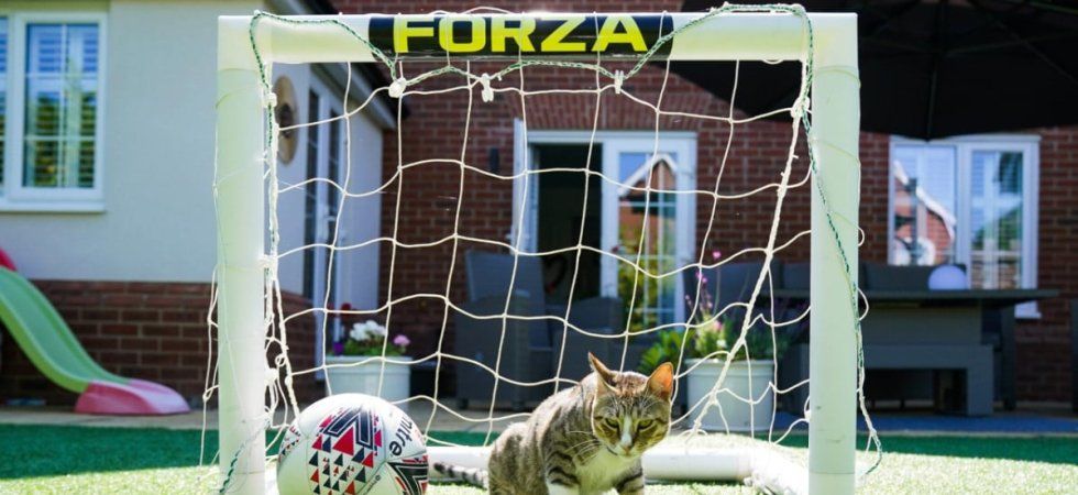 Billy le chat prédit tout juste la Coupe du monde depuis dix-neuf matchs