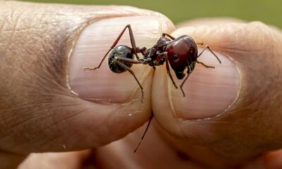 20 millions de milliards de fourmis nous racontent l'histoire du climat