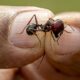 20 millions de milliards de fourmis nous racontent l'histoire du climat