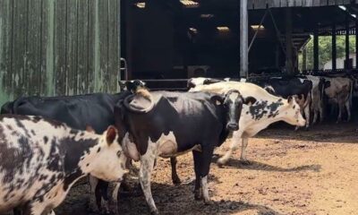 Des millions d'animaux d'élevage terrassés par la chaleur, les agriculteurs demandent des comptes