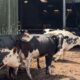 Des millions d'animaux d'élevage terrassés par la chaleur, les agriculteurs demandent des comptes