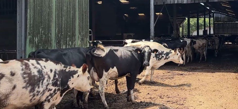 Des millions d'animaux d'élevage terrassés par la chaleur, les agriculteurs demandent des comptes