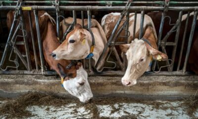 Des vaches suisses privées d'herbe française par peur d'un virus