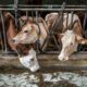 Des vaches suisses privées d'herbe française par peur d'un virus