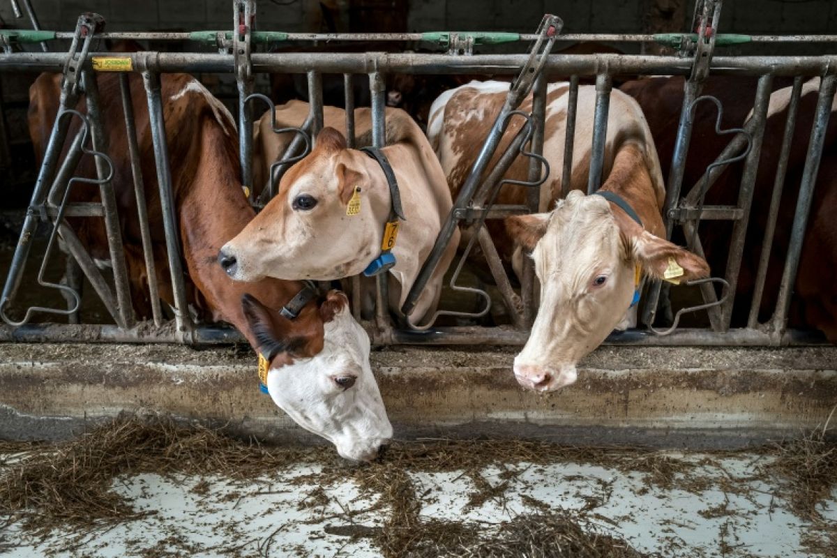Des vaches suisses privées d'herbe française par peur d'un virus