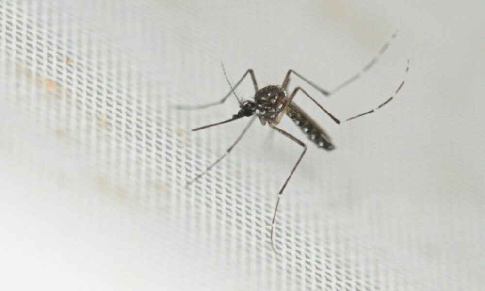 Le chikungunya franchit une nouvelle étape en France avec un premier cas local
