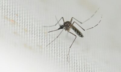Le chikungunya franchit une nouvelle étape en France avec un premier cas local