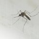 Le chikungunya franchit une nouvelle étape en France avec un premier cas local