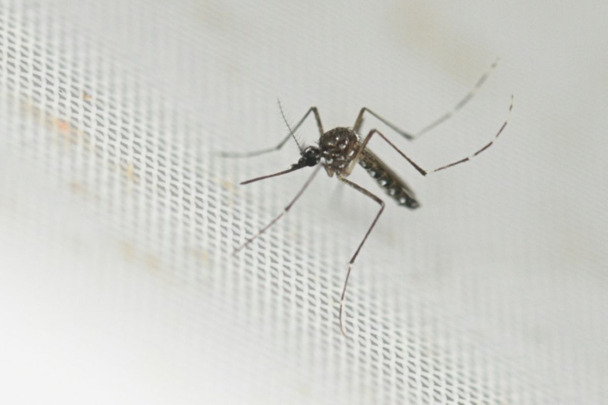 Le chikungunya franchit une nouvelle étape en France avec un premier cas local