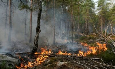 Un pompier volontaire soupçonné d'avoir allumé le feu de forêt à Fontainebleau