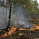 Un pompier volontaire soupçonné d'avoir allumé le feu de forêt à Fontainebleau