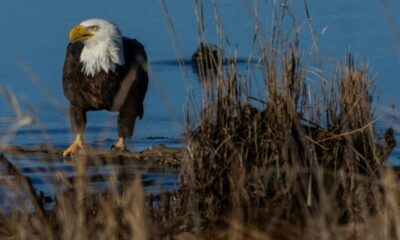 Washington resserre la protection des espèces en redéfinissant le mot "nuire"