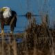 Washington resserre la protection des espèces en redéfinissant le mot "nuire"