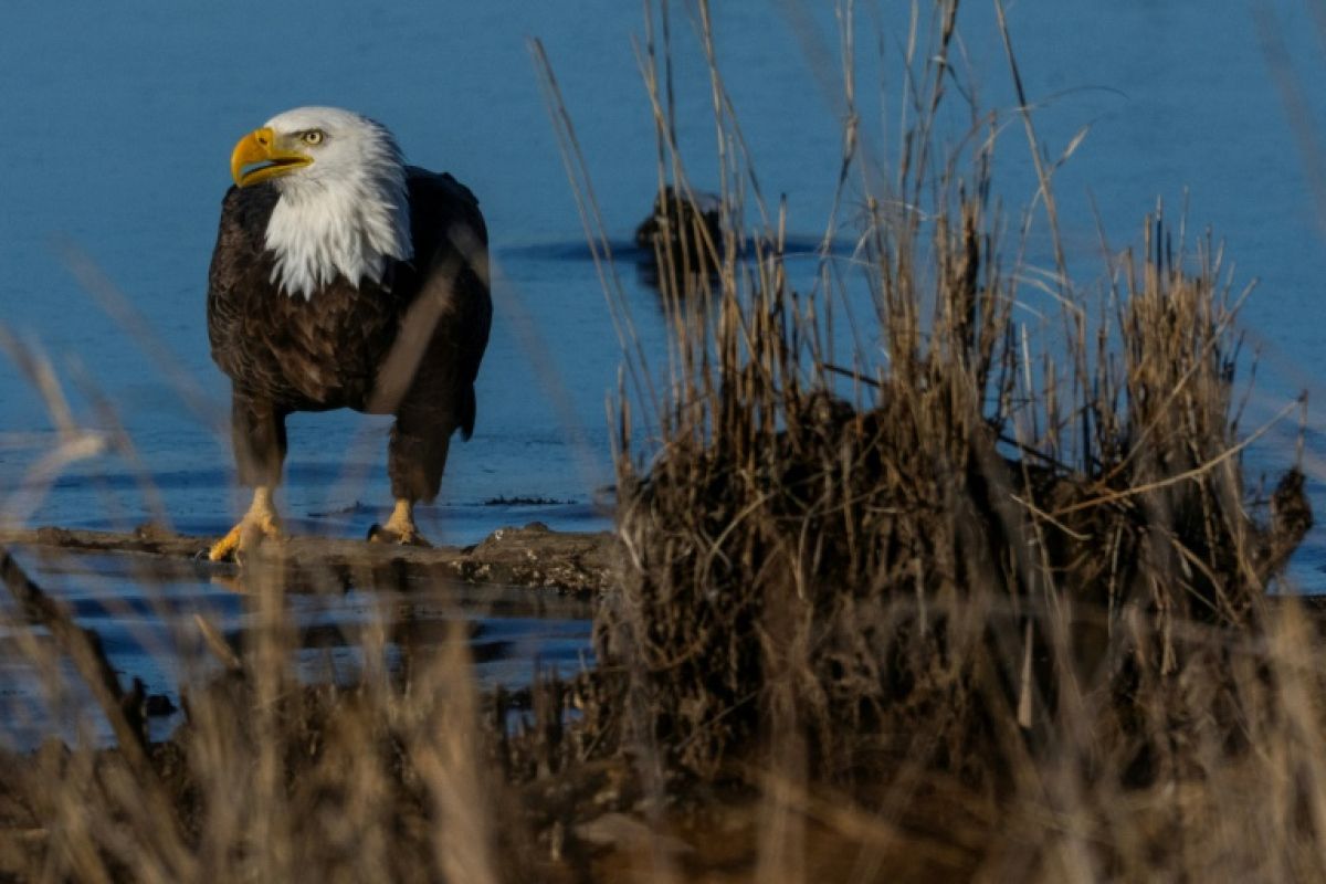Washington resserre la protection des espèces en redéfinissant le mot "nuire"