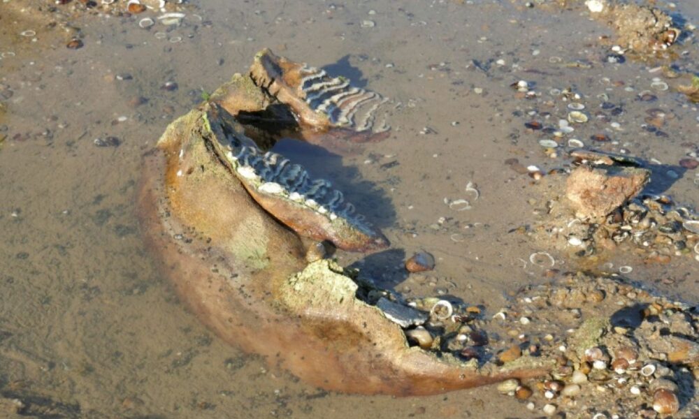 Un mammouth laineux émerge du Danube en Bulgarie