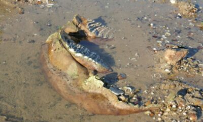 Un mammouth laineux émerge du Danube en Bulgarie