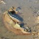 Un mammouth laineux émerge du Danube en Bulgarie