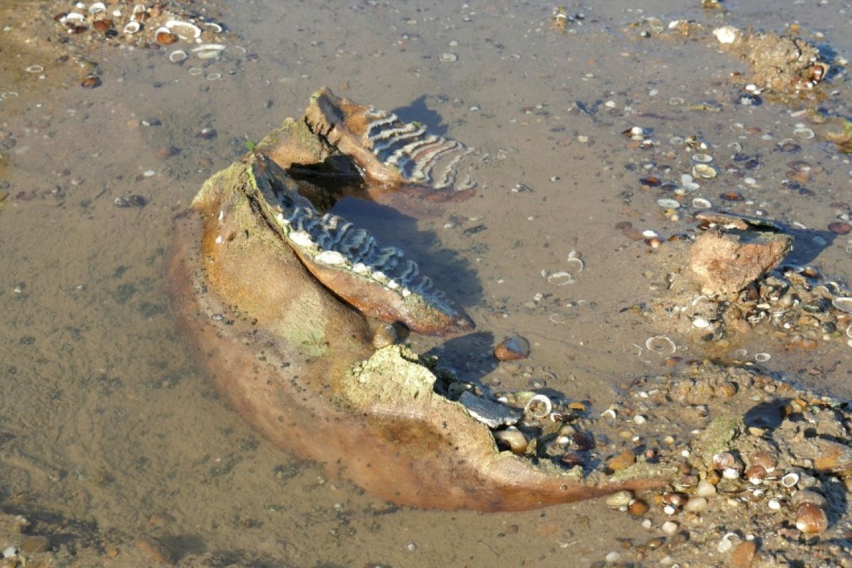 Un mammouth laineux émerge du Danube en Bulgarie