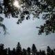 Forêts sous pression les arbres ont tenu bon mais l’été pourrait tout changer