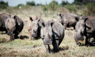 La justice sud-africaine donne raison aux éleveurs privés de rhinocéros